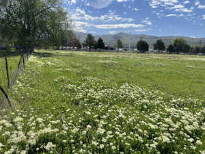 View From the NorthWest Property Line Looking Due East