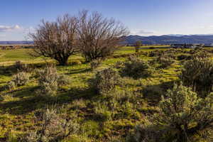 Sage and trees on the upper bench.