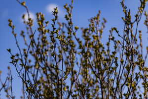 Spring buds.