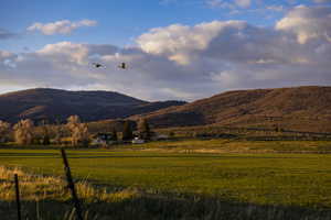 Sandhill cranes in flight above the lower field.