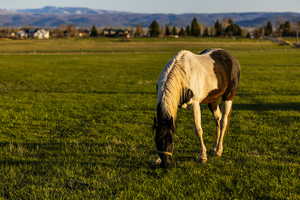 Alfalfa pasture.