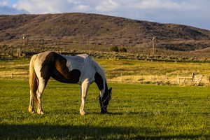 Alfalfa pasture.