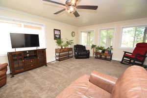 Carpeted living area with ornamental molding, baseboards, a ceiling fan, and plenty of natural light