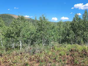Mountain view featuring a heavily wooded area