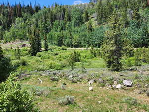 View of tree filled area
