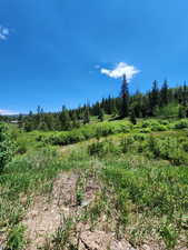 View of local wilderness
