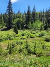 View of wooded area