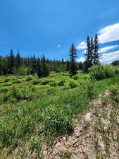 View of woods
