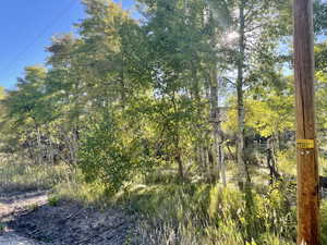 View of property trees from highway