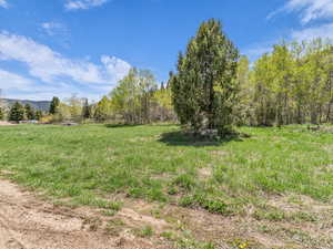View of yard with a view of trees and a rural view