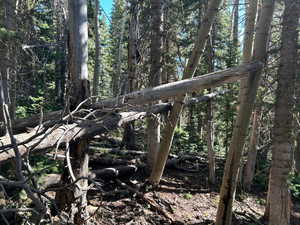 View of undeveloped land