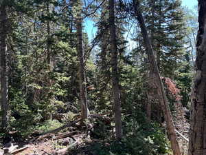 View of tree filled area