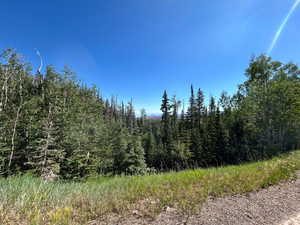 View of tree filled area
