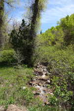 View of woods and creek in common area next to lot