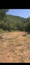 View of tree filled area
