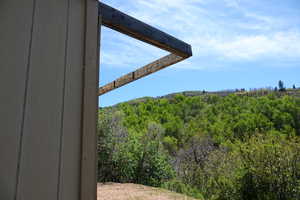 Exterior view of a forest from front of shed