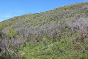 View of mountain background featuring a forest
