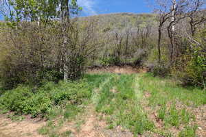 View of wooded area