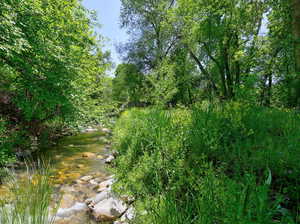View of local wilderness