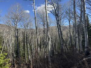 View of wooded area