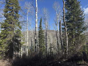 Mountain view with a forest