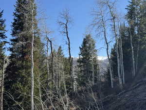 View of tree filled area