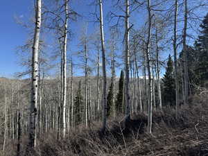 View of wooded area