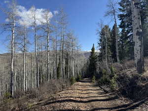 View of street featuring a wooded view
