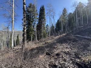 View of local wilderness