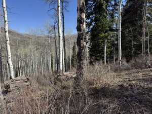 View of local wilderness