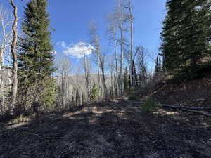 View of tree filled area