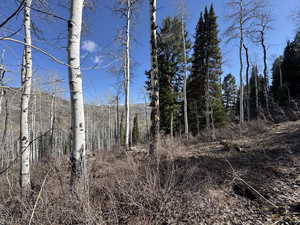 View of woods