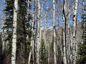 View of undeveloped land