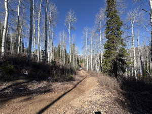 View of street featuring a forest view