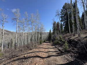 View of street with a forest view