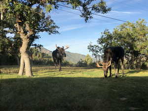 View of grassy yard featuring a mountain view