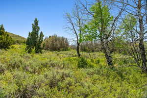 View of local wilderness
