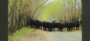 Working Cattle Ranch. Tree lined entrance road