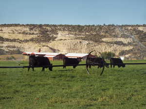 Working Cattle Ranch