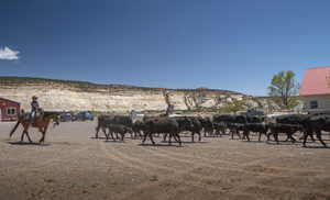 Working cattle ranch