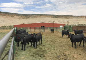Holding Pen