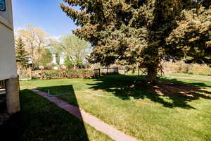 View of green lawn, pine tree and backyard
