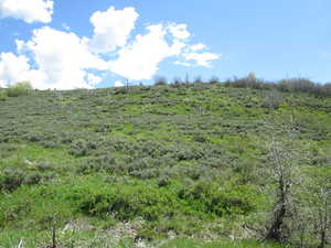 View of local wilderness