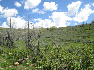 View of local wilderness