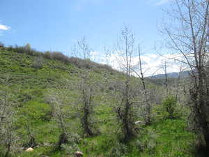 View of mountain backdrop featuring a heavily wooded area