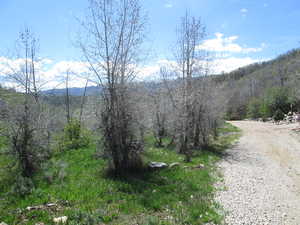 View of mountain background featuring a heavily wooded area