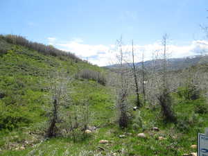 View of mountain background with a forest