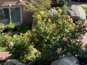Roses in Bloom