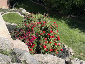Roses in Bloom