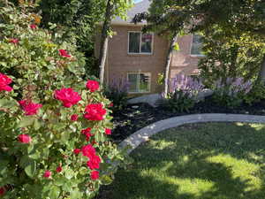 Roses in Bloom